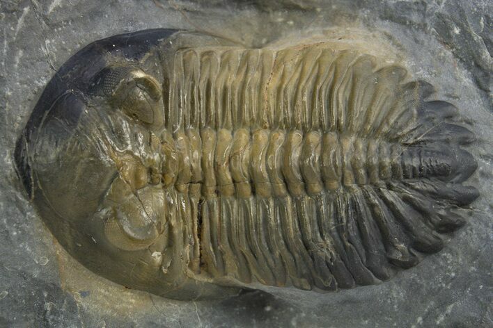 Hollardops Trilobite Fossil - Multi-Toned Shell #312773